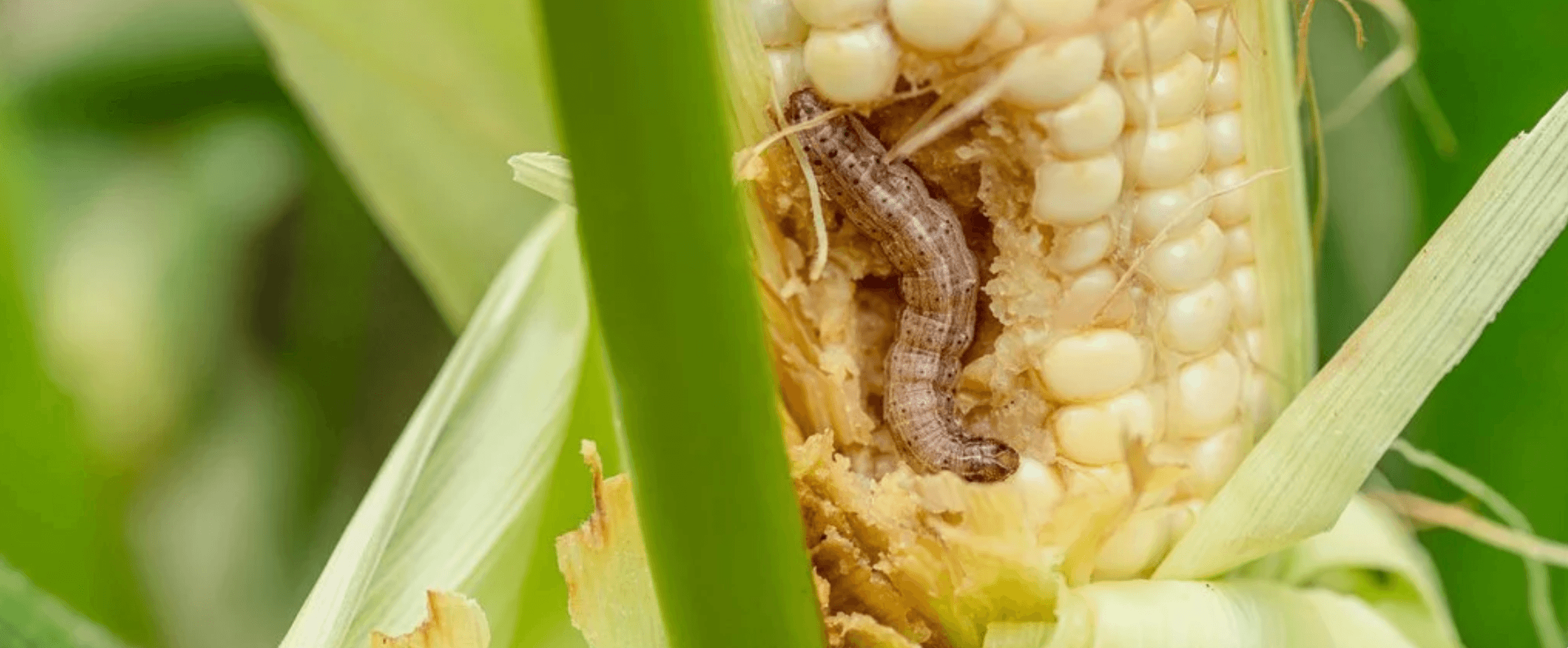 Pest management service